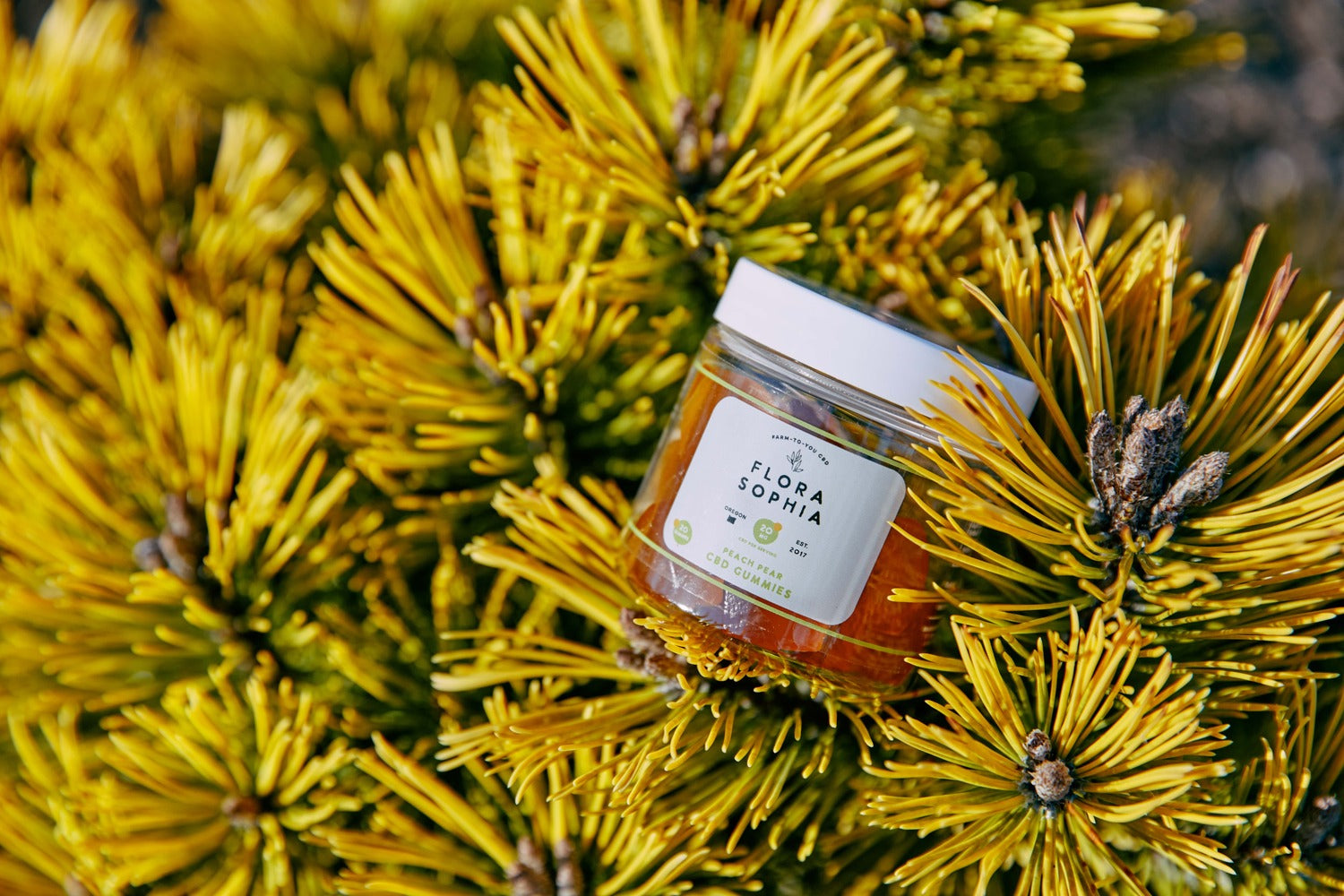 How to Buy CBD Gummies Online: A Shopper's Guide