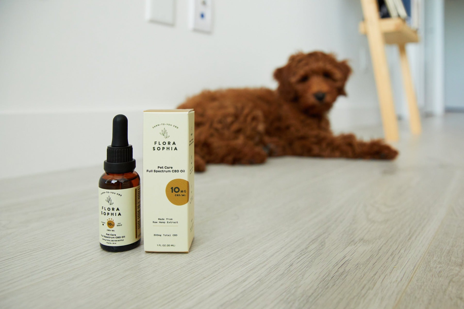 How to Safely Choose CBD Oil for Dogs Online
