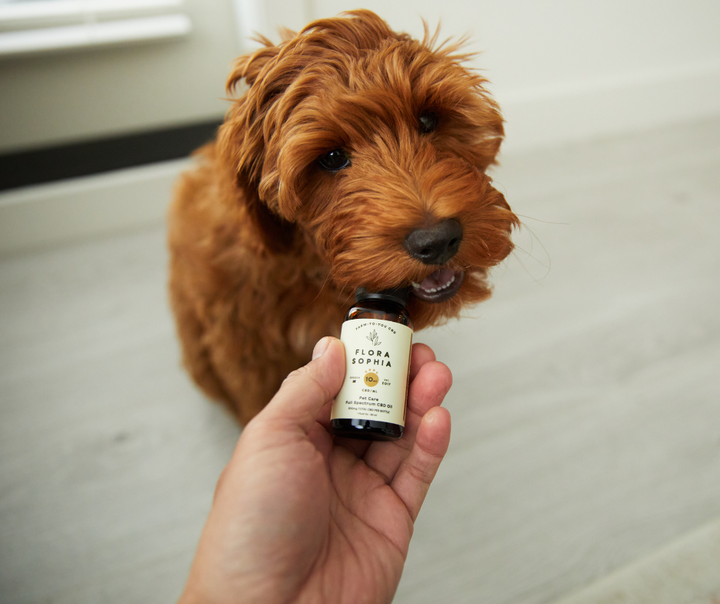 Tips for a Happier and Healthier Furry Friend