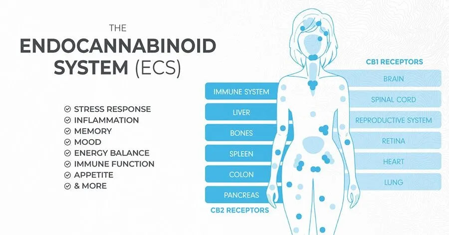 Understanding the Endocannabinoid System (ECS) and the Power of Full-Spectrum CBD