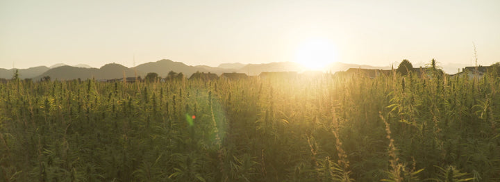 Harvest Season in Southern Oregon