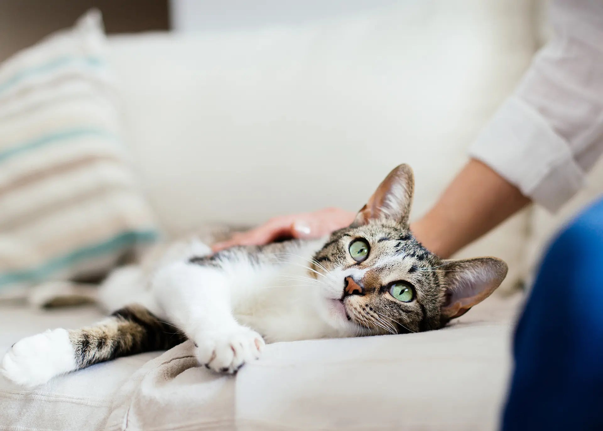 CBD Oil for Cats Wellness: What You Need to Know
