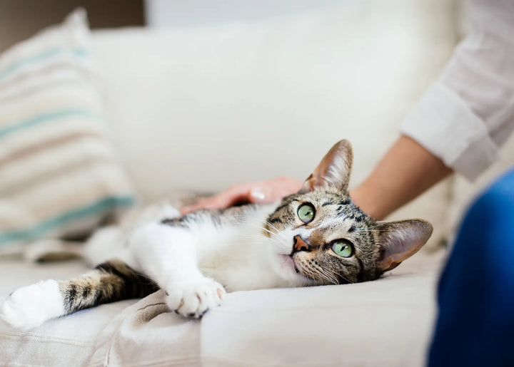 CBD Oil for Cats Wellness: What You Need to Know
