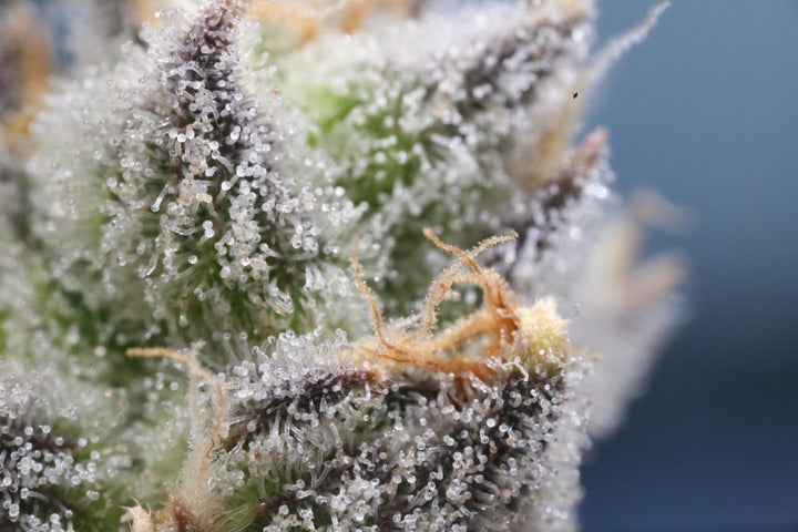 What CBD Actually Does: The Science of Cannabinoids
