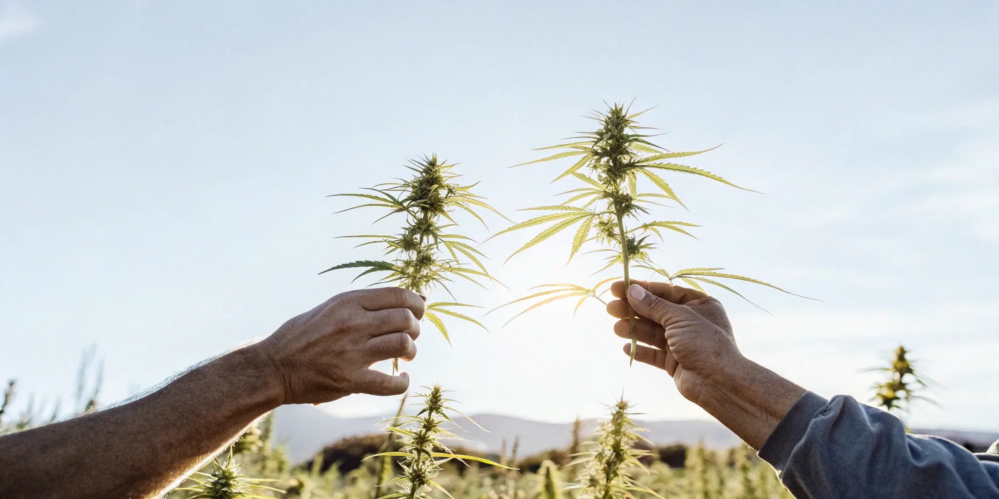 Hands carefully holding hand-harvested hemp buds for premium CBD.