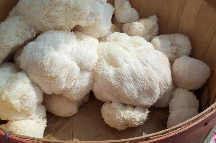 Exploring Functional Mushrooms