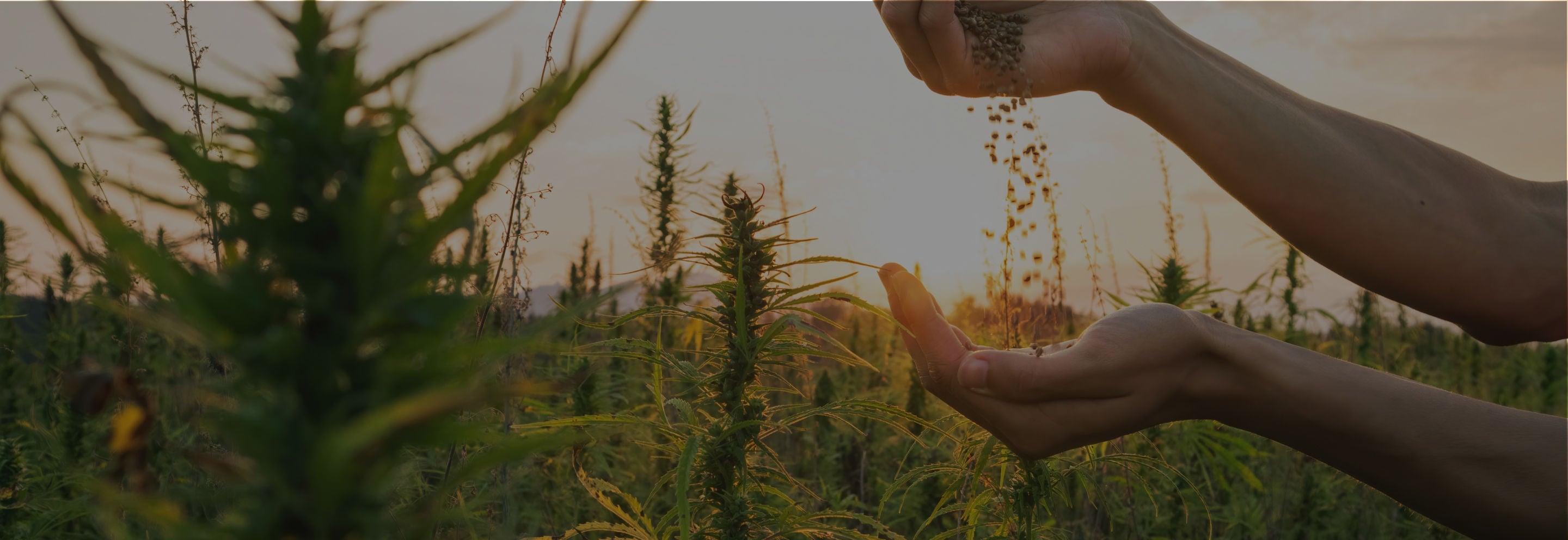 What Makes Farm Grown CBD Products Better?