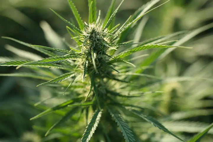 The History of Hemp