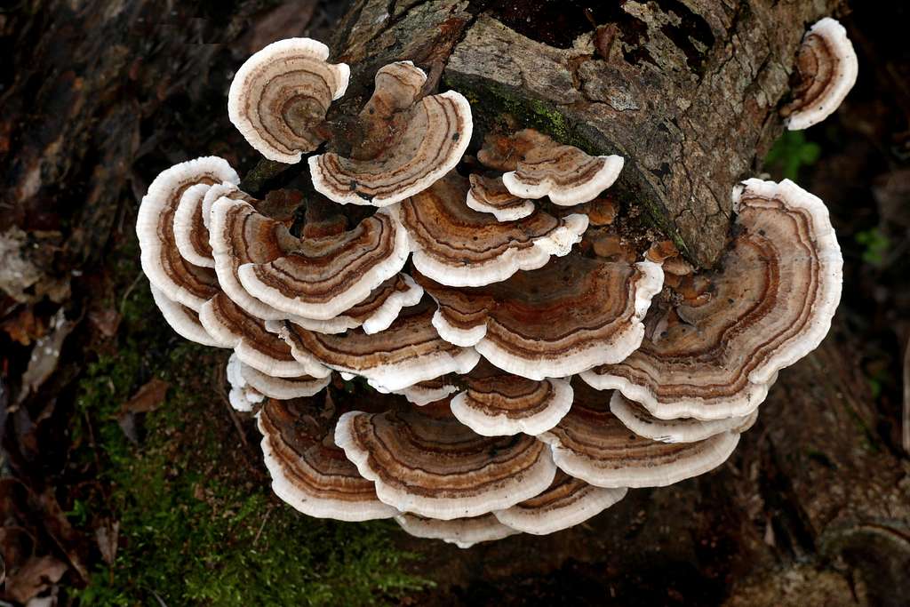 What Are Functional Mushrooms? Lion's Mane, Reishi, Cordyceps & More